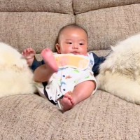 『ソファで赤ちゃんがくつろいでいる』と思ったら…大型犬による『素敵なボディガード』が59万再生「もののけ姫みたい」「ボスベイビー」と絶賛