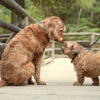 どうして吠えるの？吠えさせたらだめ？愛犬が『他の犬に吠える』理由と、3つのポジティブなアプローチ