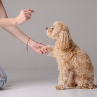 愛犬と楽しみながらできる『ハズバンダリートレーニング』　初心者でもできる3つのステップをご紹介