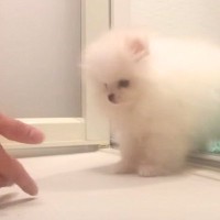 ふわふわの赤ちゃんポメが『初シャンプー』をした結果…まるで別犬のような『ビフォーアフター』が70万再生 「わたあめですか？」「癒される」