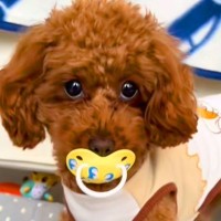 赤ちゃんのおしゃぶりが無いと思ったら、犬が…まさかの『使いこなしてしまう光景』が97万再生「自然すぎて草」「赤ちゃん返りかな？ｗ」と絶賛