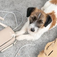 犬が『部屋の物を壊してしまう』4つの心理　暴れてしまう理由から対処法までご紹介