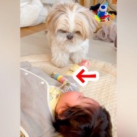 生後3ヵ月の赤ちゃんの前で、犬がおもちゃを…とんでもなく尊い『遊び方を教えてあげる光景』が6万再生「完全に理解してる」「頼もしい」と絶賛