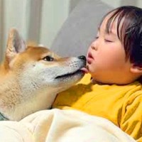 小さな男の子がソファで寝落ちしてしまった結果…柴犬が見せた『まさかの行動と可愛すぎる結末』が17万再生「全部が素敵」「兄弟愛」と感動の声