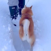 大雪の日、散歩中に『前を歩きたい』と文句を言っていた犬が…『想定外の結末』が可愛すぎると97万再生「期待裏切らないｗ」「行きはヨイヨイ」