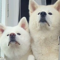 朝、家の前を通る小学生の女の子→２頭の秋田犬が待ち構えていて…愛おしすぎる『通学中の光景』が11万再生「時間わかるのすごい」と反響