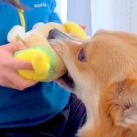 犬との『ぬいぐるみを取り合い』で女の子が怒ってしまった結果…『ごめんなさい』を言いに行く光景が泣けると61万再生「尊い世界」「涙腺崩壊」