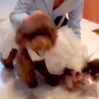 2匹の犬たちに『結婚式で指輪を届ける役』をしてもらった結果…まさかの『正反対の行動を見せる光景』が話題「爆速で笑った」「素敵」と6万再生