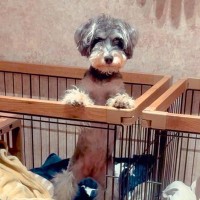 パパが家に帰ってくると、ケージに入っている犬が…完全に確信犯な『まさかの詐欺行為』が12万再生「何度でも帰宅したくなる可愛さ」と悶絶