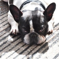 犬に嘘をつくと『デメリット』がある？愛犬との信頼関係が崩れる理由や注意点を解説