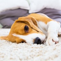 犬用の『カーペット』はあったほうがいい？準備しておくべき理由や必要性をご紹介