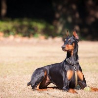 『頭の回転が早い』大型犬ランキングTOP5　賢いと言われている理由やしつけの注意点まで