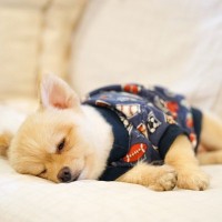 元気のない犬にやってはいけない『NG行為』3つ　正しい距離感の取り方から注意すべき症状まで解説