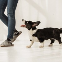 犬が『ソワソワ』している理由4つ　落ち着きがないときに考えられる原因とは？