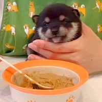 赤ちゃん犬に『初めての離乳食』を食べさせた結果…思っていたのと違う『衝撃的な食べっぷり』が130万再生「顔がｗｗ」「一生懸命で泣ける」