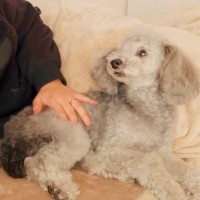 人生初のギックリ腰になった結果→心配した犬が…絶対に離れようとしない『優しすぎる光景』が３万再生「優しい子」「頼もしい相棒」と称賛