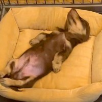 『赤ちゃん犬がベッドで寝ている』と思っていたら…まるで『人間のように眠る姿』が26万再生「人になりかけてて草」「布団かけてあげたいｗ」