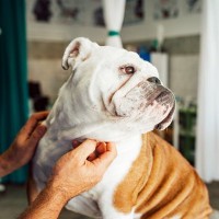 犬が嫌な気持ちになる『触り方』4選　触られて不快に思っているときにみせる態度や行動まで