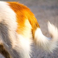 犬が嫌な気持ちの時にみせる『しっぽの状態』5つ　愛犬の心理状態から飼い主が取るべき行動まで