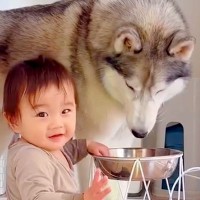 赤ちゃんが『ワンコの水飲みボウル』で遊んでいたら、大型犬が…賢すぎる『想像以上の配慮』が170万再生「後片付けまで…」「頭いい」と話題