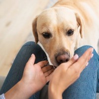犬に『飼い主のストレス』は伝わっている？愛犬が余計な不安を抱かないためにできることとは