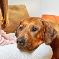 犬が『ぶりっこ』するときに見せる5つの行動　自分が可愛いとわかっているの？隠された心理までご紹介