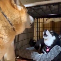 犬がベッドで寝ようとしたら、他のワンコが既に寝ていて…交渉した結果『まさかの文句を言い合う光景』が226万再生「面白すぎｗ」「楽しそう」