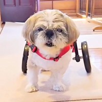 後ろ足が麻痺→車椅子を使っても歩けなかった犬が、3ヶ月後…嘘のような『まさかの光景』が泣けると1万再生「感動した」「諦めないの大事」