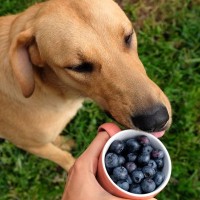 犬の健康に良い食材6つ　含まれている栄養素や愛犬にもたらすメリットとは
