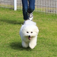 犬がやりがちな『可愛いけど危ない行動』5つ　飼い主が注意すべき理由から対策法までご紹介