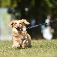 犬の散歩に便利な『フレキシブルリード犬の散歩に便利な『フレキシブルリード』って本当にいいの？気になる安全性やおすすめできない理由まで』って本当にいいの？安全性やQOLの視点からおすすめできない理由