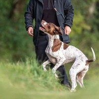 犬が体当たりしてくるときの心理4つ　どんな理由が隠されているの？対処法まで解説