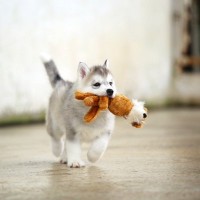 犬を危険に晒す『手作りおもちゃ』4選　避けるべき玩具の特徴や飼い主がすべき配慮まで