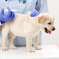 子犬のワクチンプログラムについて｜免疫の仕組みからガイドラインまで【獣医が解説】