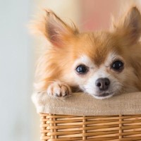 人気犬種がかかりやすい皮膚病について｜主な病気の種類や症状、治療法まで【獣医が解説】