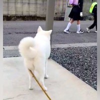小学生の女の子を見送る大型犬→しっぽを見ると…思った以上に『感情が分かりやすい光景』に25万いいね集まる「しょんぼり」「哀愁漂ってるｗ」