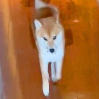 単身赴任で4ヶ月ぶりに家に帰った結果、犬が…久々の再会で見せた『思った以上の熱烈歓迎』が8万再生「とても嬉しそう」「幸せの絶頂」