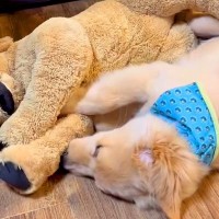 『子犬と同じ大きさのぬいぐるみ』を購入→数年後…当時が嘘のような『現在の姿』が58万再生「立派で可愛い」「ニヤニヤが止まらん」と悶絶