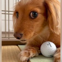 犬が守っているボールを『こっそり取ってみた』結果…想像を超える『戸惑いのリアクション』が928万再生「え？って顔ｗ」「オロオロしてて草」