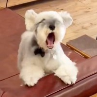 トリミングサロンに犬を迎えに行ったら…『予想外すぎる第一声』が面白すぎると471回再生「大絶叫してて草」「お茶吹き出したｗ」と爆笑