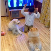 2匹の犬に『同時に芸をさせたい』お父さん→想定以上に『時差が激しすぎる光景』が69万再生「スロー過ぎて笑った」「受信状態悪くて草」と爆笑