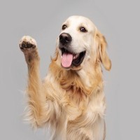 犬が『甘えたい』と思っているときにする行動5選　見逃したくない飼い主へのアピールとは？