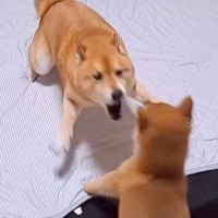 お布団が大好きすぎる犬→子犬が乗ろうとした結果…絶対に守り抜こうと『ブチギレまくる光景』が29万再生「必死すぎて草」「守護神ｗ」と爆笑