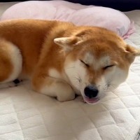 『家に帰るといつもは大喜びする犬』が、なぜかテンション低めで…絶対に怒れない『わかりやす過ぎる反応』が54万再生「最高の笑顔ｗ」「反則」