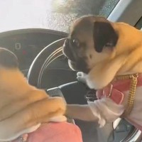 洗車をしに行ったら、車に乗っていた犬たちが…まさかの『必死にお父さんを守る光景』が7万再生「ブチギレで草」「正反対の行動で笑った」と絶賛