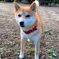 なぜかドッグランでクーンと鳴く犬…帰ろうとしない『可愛すぎる理由』が29万再生「アピール可愛すぎる…反則」「ニヤニヤが止まらないｗ」