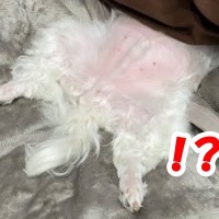 朝『犬の姿が見えない』と思い探し回ると…思わずビックリする『発見時の光景』が3万再生「心臓止まるわｗ」「お茶噴き出した」驚きの爆笑の声