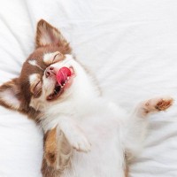 犬が『幸せ』を感じること４選　幸福感に溢れているワンコがみせる仕草や行動とは？