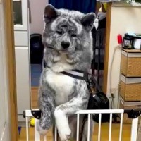 迫力満点な大型犬に『お留守番させた』結果、寂しすぎて…見た目とは裏腹すぎる『切ない鳴き声』が子犬のようだと2万再生「手が最高」「可愛い」