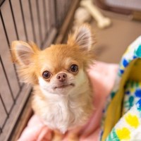 『飼い主に依存しすぎている犬』がみせるサイン4選　人から離れられなくなる原因や対処法まで